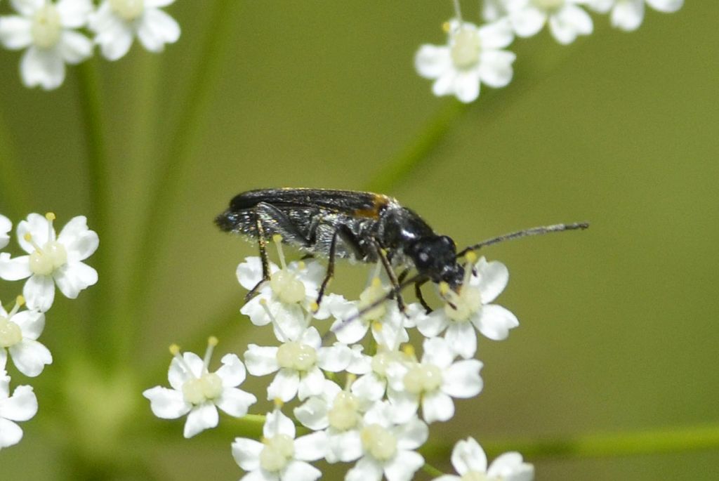 Anogcodes rufiventris, maschio, Oedemeridae